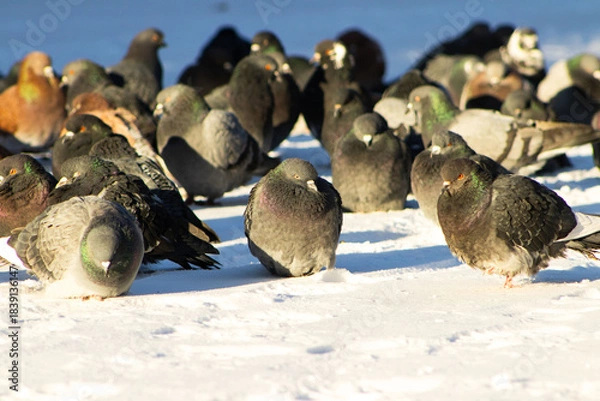 Fototapeta Flock of Rock Pigeons Resting on a Snow-Covered Surface in Sunlight