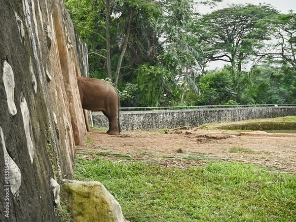 Fototapeta Animals and the environment. Half of an elephant is behind a wall. An elephant is hiding behind a wall.