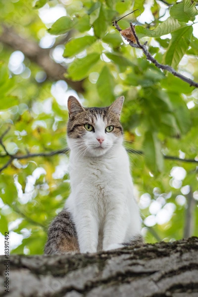Fototapeta Cat climbing on tree