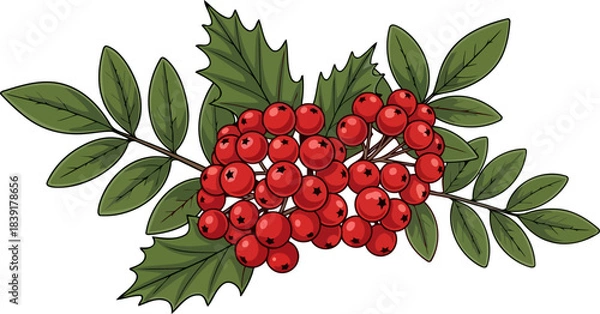 Obraz winters ruby embrace capturing natures festive allure, isolated on transparent background