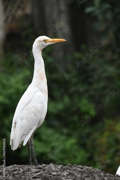 Obraz A close up shot of cattle egret