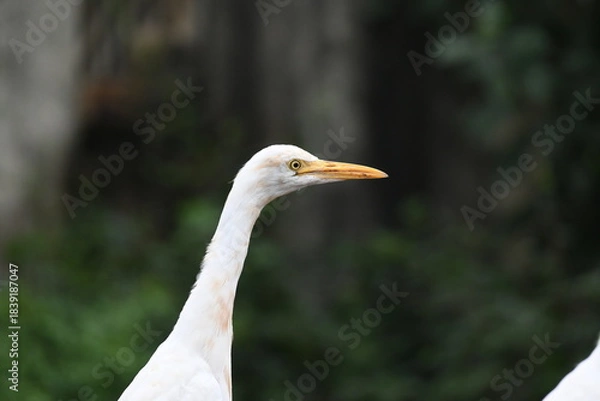 Obraz close up of a cattle egret