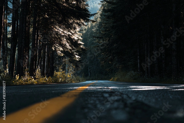 Obraz road in the woods