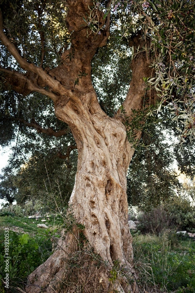 Fototapeta Greece, Peloponnese, Messinia, Kalamata, olive grove, aged olive tree.
