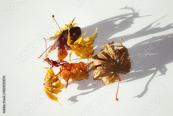Obraz These are dry maple leaves.