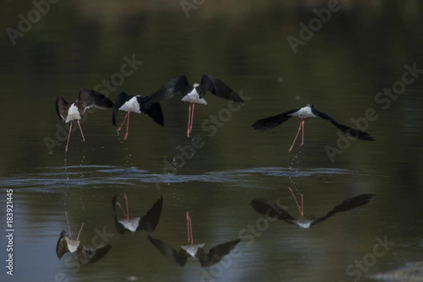 Fototapeta Cigüeñuelas