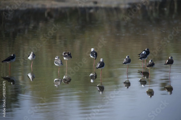 Fototapeta Cigüeñuelas