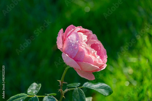 Obraz Single pink rose with water droplets on its petals, fully bloomed and surrounded by green leaves, set against blurred green garden background. Romantic plot. Theme of love