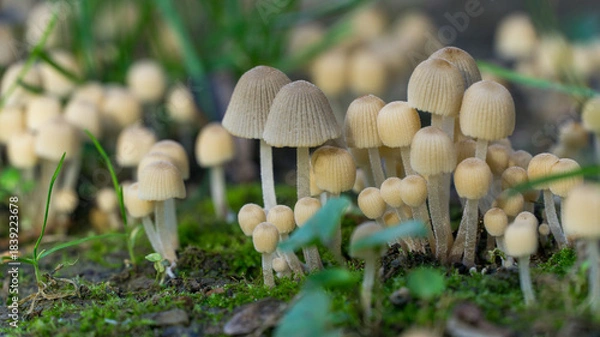 Obraz Beautiful small, cream-colored mushrooms Coprinellus disseminatus known as trooping crumble cap with ribbed caps growing in grassy, mossy forest floor, surrounded by green leaves and stem