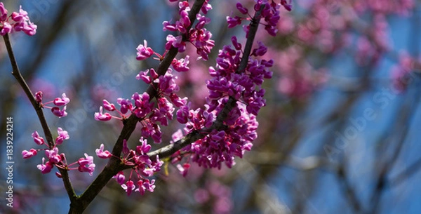 Obraz Close-up of vibrant pink-purple flower buds on Eastern Redbud, or Eastern Redbud Cercis canadensis tree branch, with soft blue sky and blurred pink blossoms in the background