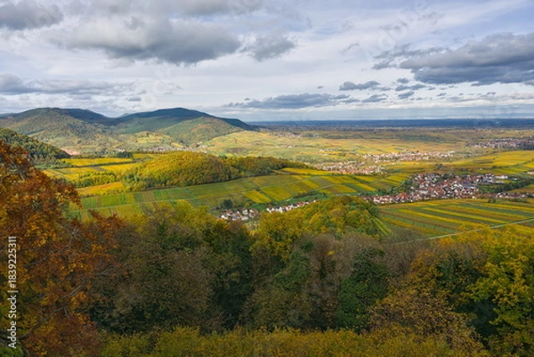 Obraz Wide, elevated view over the autumn vineyards and wooded hills of the Palatinate region (Pfalz), Germany, with a small town in the distance.