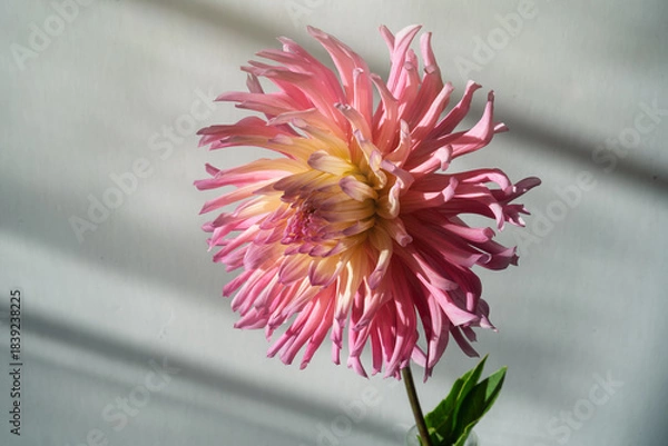 Obraz Pink cactus dahlia flower. with window shade.