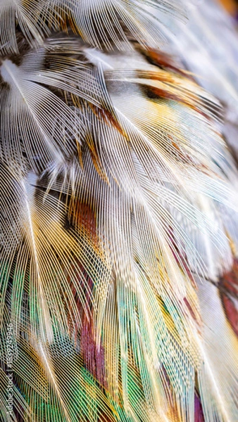 Obraz colored pheasant feathers with a visible texture. background
