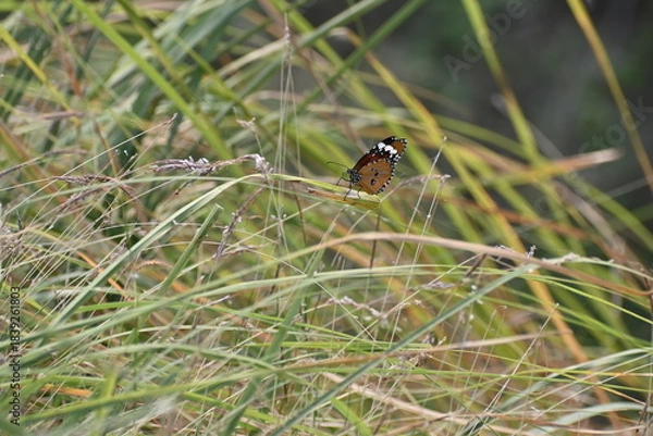 Obraz A beautiful plain tiger butterfly is seen sitting on a grass strand in the morning