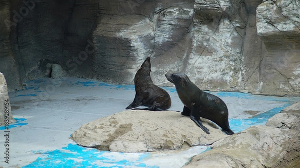 Obraz Two seals at the zoo