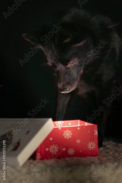 Obraz black dog looking down into a box