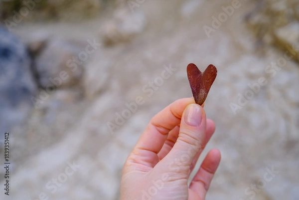 Fototapeta hand holding a leaf