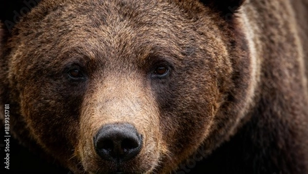 Obraz brown bear close up