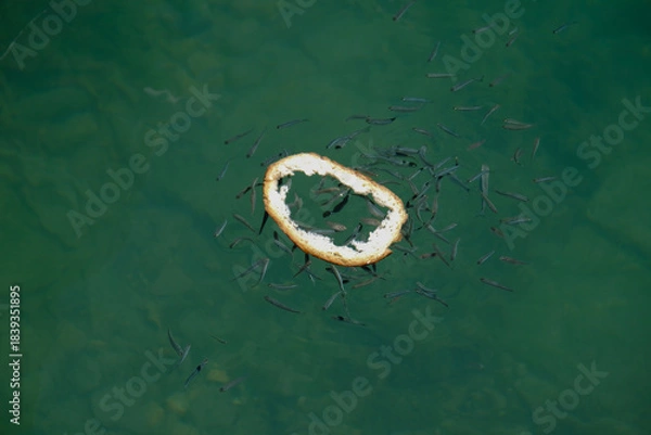 Fototapeta Fish and bread