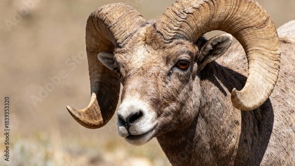 Obraz bighorn ram