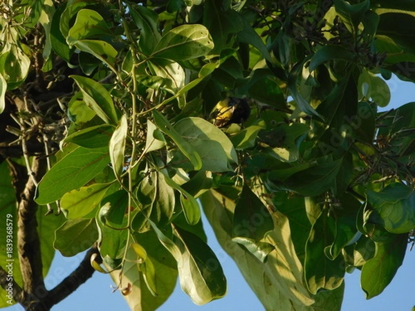 Obraz kemladeyan parasit tree