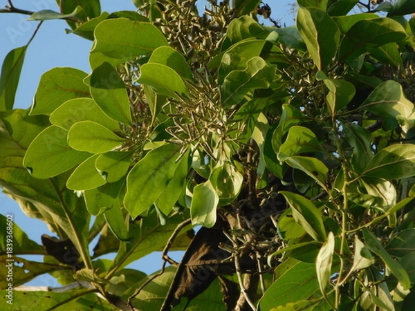 Obraz kemladeyan parasit tree