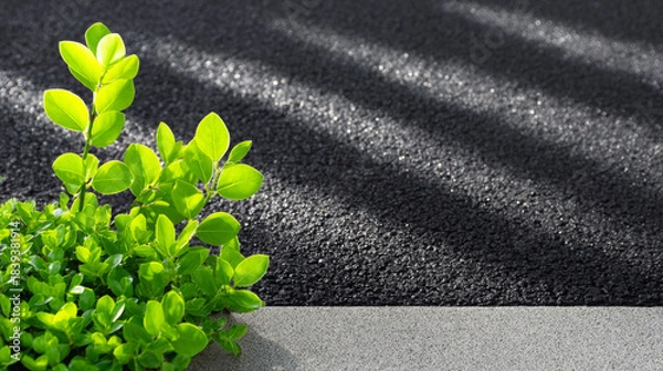 Obraz Green foliage with vibrant leaves growing against a textured black asphalt surface, showcasing the contrast between nature and urban environment, symbolizing resilience and growth
