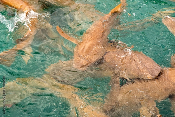Fototapeta Nurse sharks in Keyodhoo harbor in the Maldives