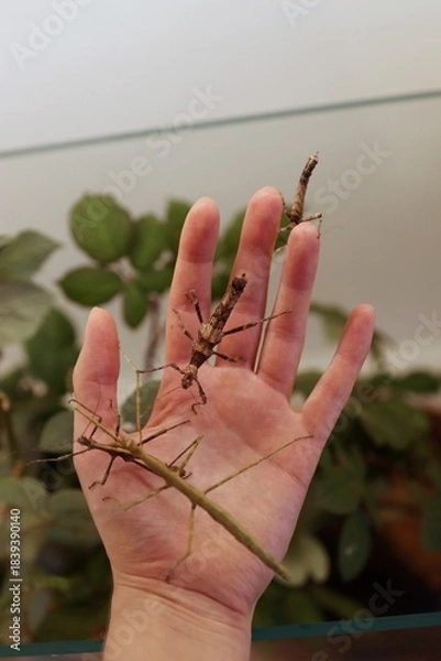 Fototapeta There are lots of large insects crawling on my hand.