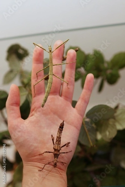 Fototapeta There are lots of large insects crawling on my hand.