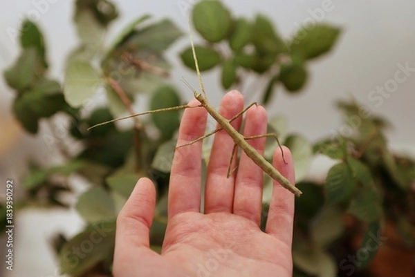 Fototapeta There are lots of large insects crawling on my hand.