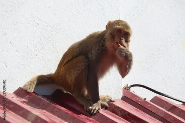 Fototapeta Wild monkey sitting on a red metal roof in Shimla, depicting playful urban wildlife behavior near hillside homes.