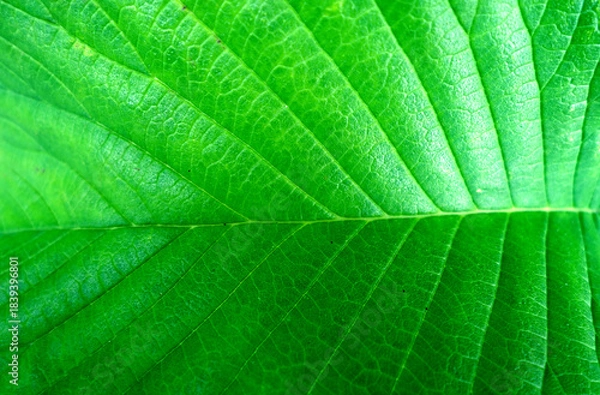 Obraz Green leaf close-up natural texture.