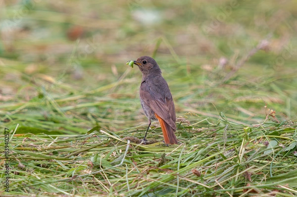 Obraz Hausrotschwanz