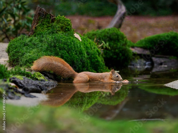 Fototapeta Eichhörnchen