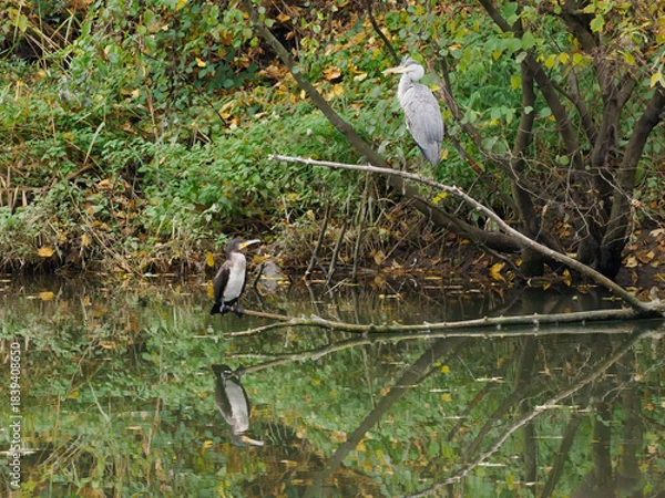 Obraz Graureiher mit Kormoran