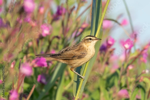 Obraz Schilfrohrsänger