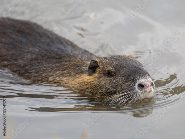 Obraz Nutria