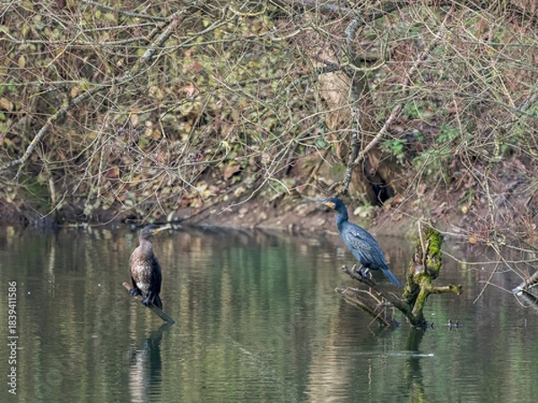 Obraz Kormoran und Graureiher