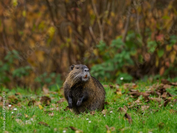 Obraz Nutria