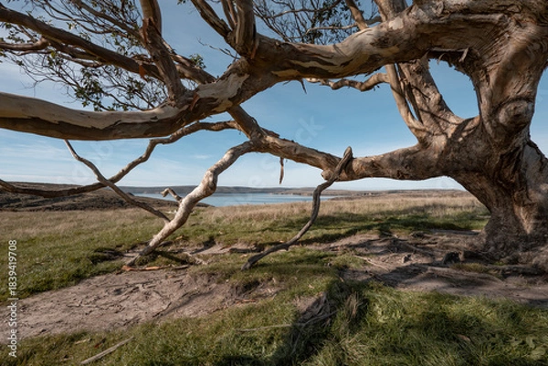 Obraz Wind-Swept Eucalyptus Framing Drakes Estero View
