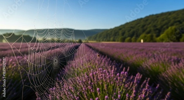 Fototapeta Intricate spiderweb glistening with morning dew stretches across rows of vibrant lavender flowers