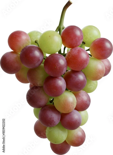 Obraz 포도 과일 열매