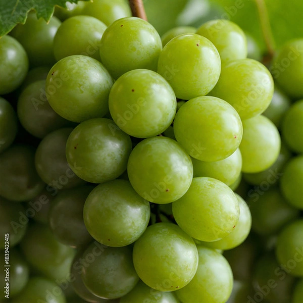 Obraz 포도 과일 열매