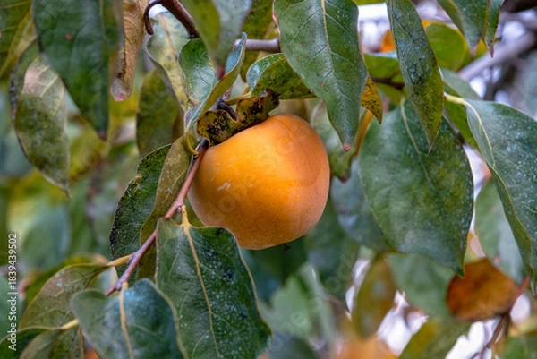 Fototapeta Ripe persimmons hanging on tree branch.