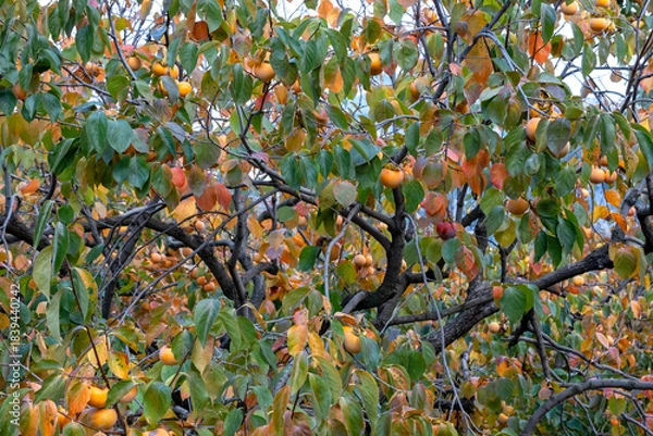 Fototapeta Persimmon tree loaded with ripe fruits in orchard.