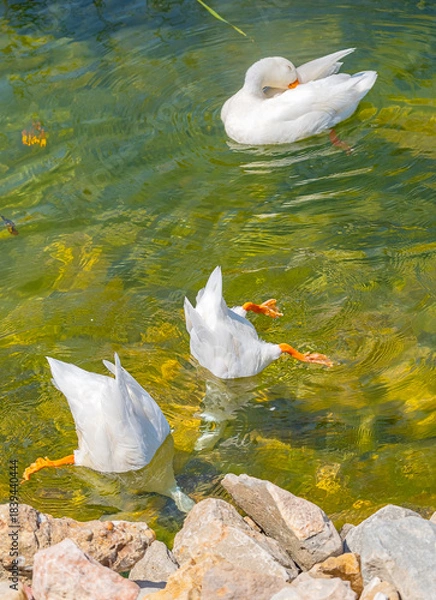 Fototapeta Beautiful white ducks dives upside down into the water