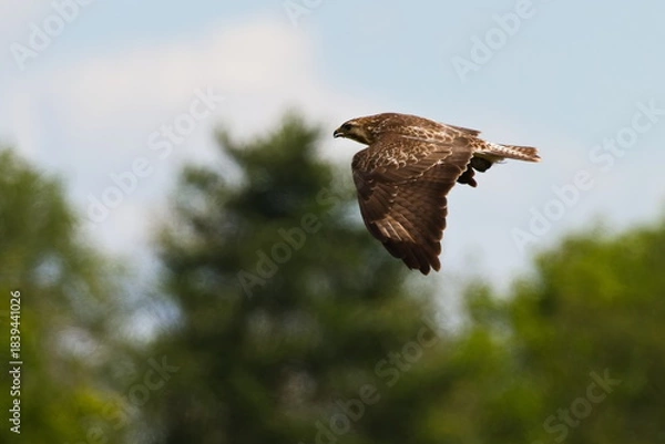 Obraz Mäusebussard im Flug bei der Jagd