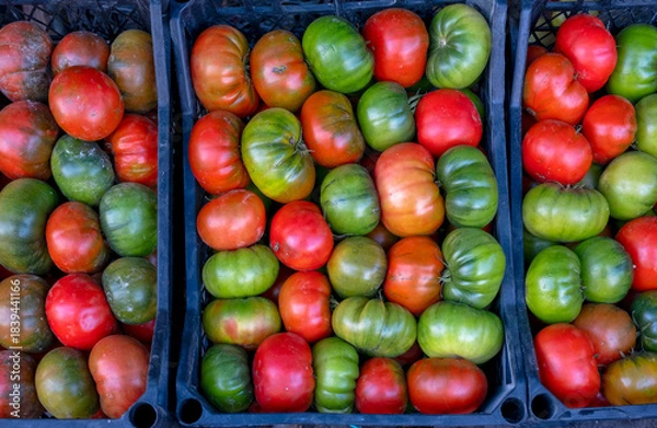 Fototapeta Fresh red and green tomatoes arranged in crate.
