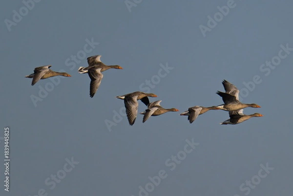 Obraz Fliegende Graugänse in der Abendsonne	
